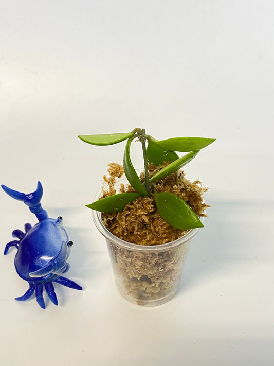 Hoya picta - unrooted