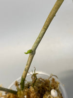 Hoya loyceandrewsiana  - dinner plate - active growth