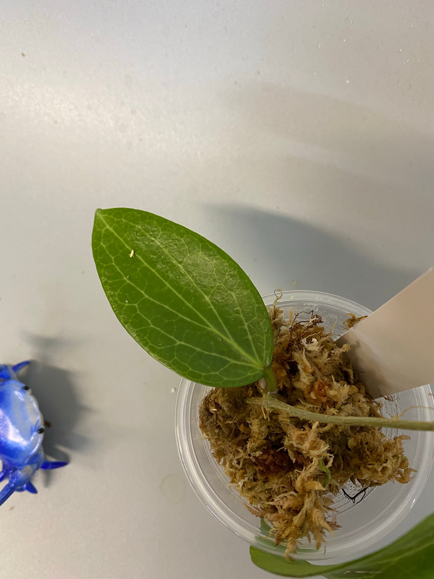 Hoya fitchii - orange - just starting to root