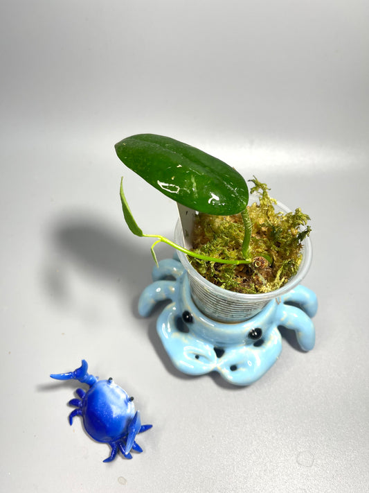 Hoya coronaria white - active growth