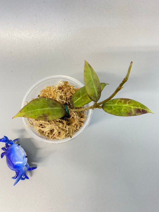 Hoya pallida - sun stressed unrooted cutting