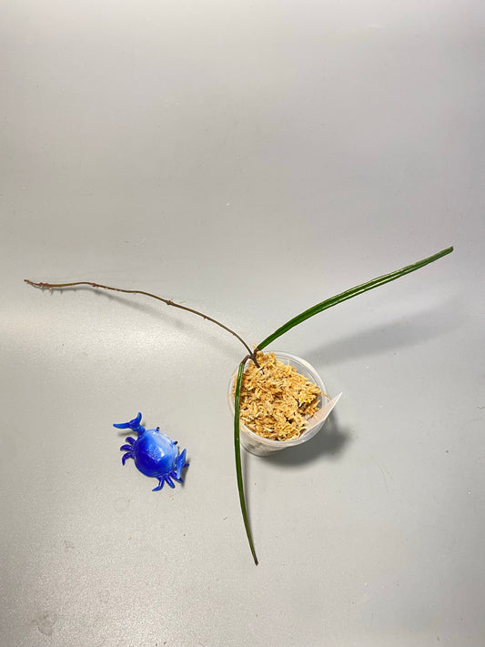 Hoya Insularis - Unrooted