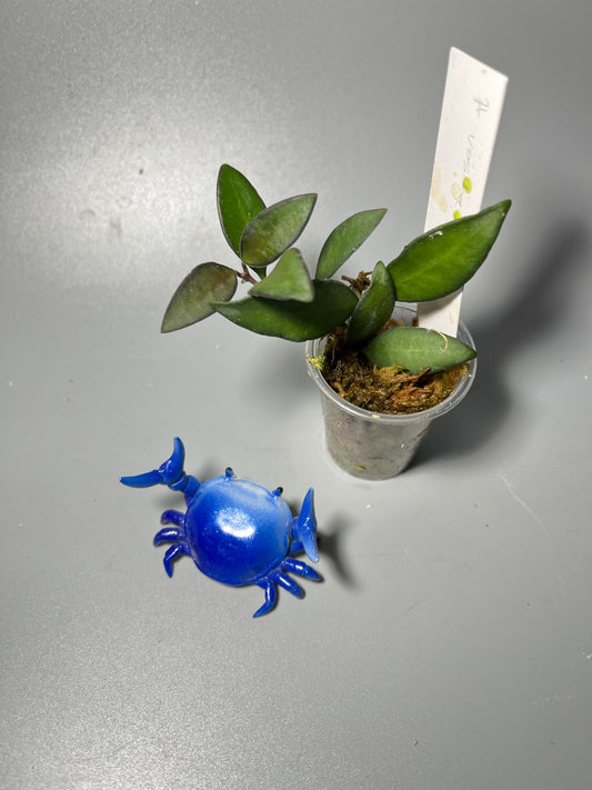 Hoya ‘rosita’-  with active growth