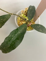 Hoya phuwuaensis - has some roots.