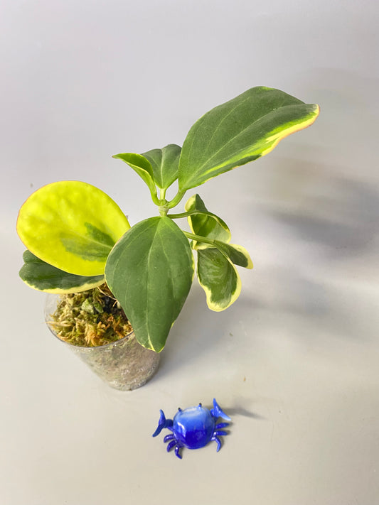 Hoya pachyclada outer variegation - active growth