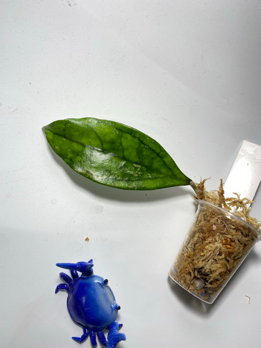 Hoya Germany - Unrooted