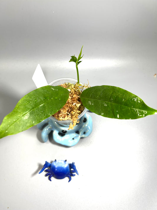 Hoya lockii - active growth