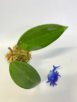 Reserved for Jenny - Hoya patcharawalai / Icensis - active growth