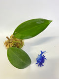 Reserved for Jenny - Hoya patcharawalai / Icensis - active growth