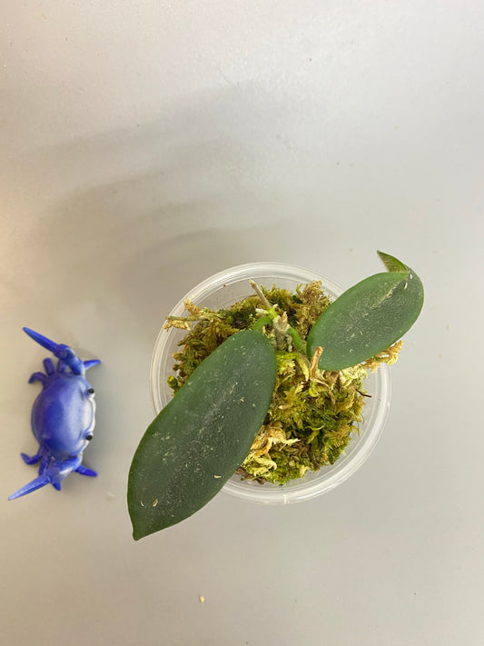 Hoya thomsonii - white flower - active growth