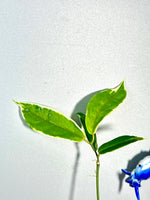 Hoya kenejiana albomarginata - throngs treasure - fresh cut - Unrooted