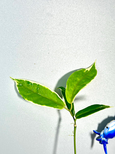 Hoya kenejiana albomarginata - throngs treasure - fresh cut - Unrooted