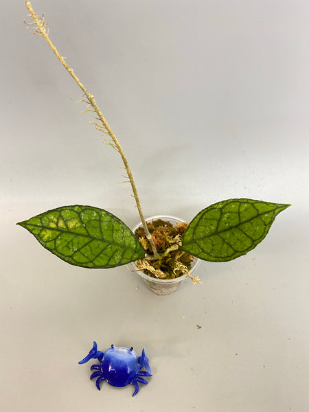 Hoya finlaysonii - has roots