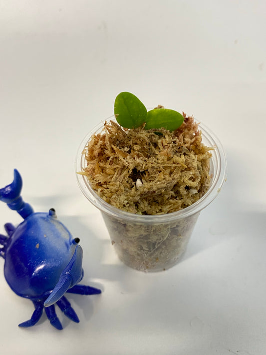 Hoya aff Serpens (Xiaojie 001) - unrooted