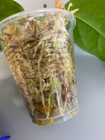 Hoya chewiorum - growth point forming