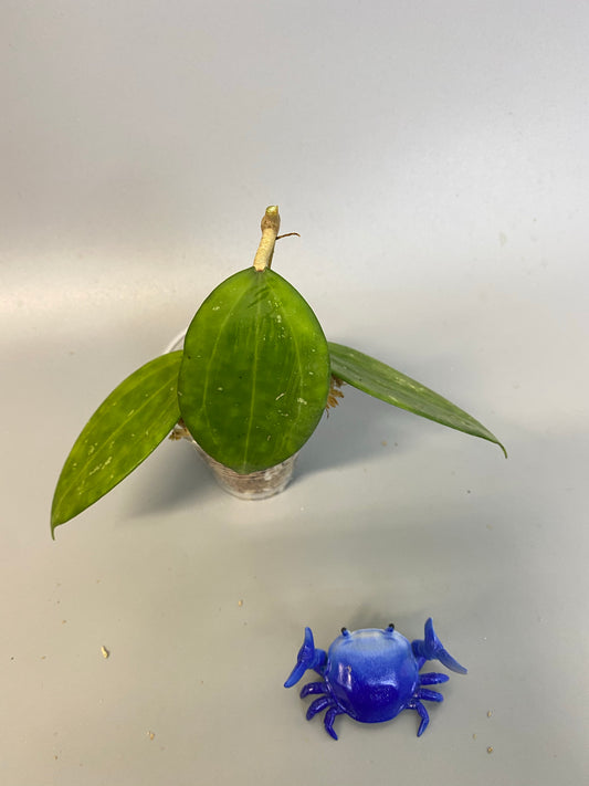 Hoya Hanhiae pink - starting to root