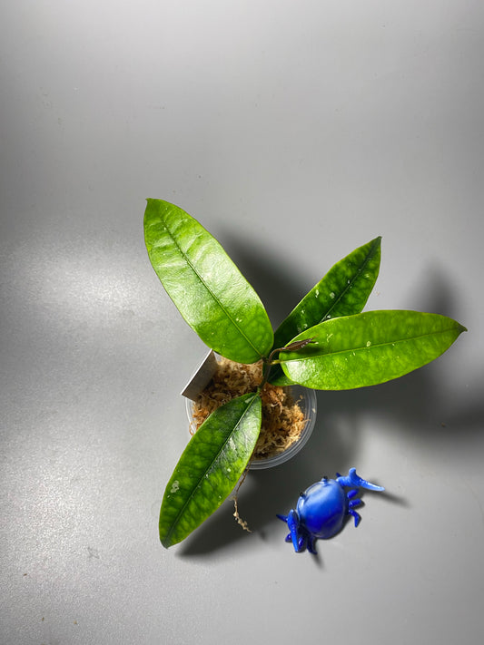 Hoya mappigera yellow corona - unrooted