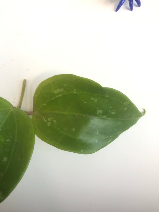 hoya macrophylla snow queen -cutting