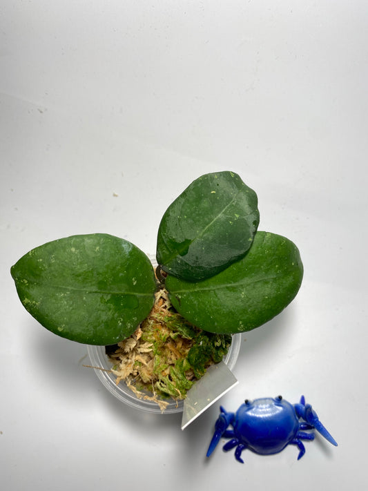 Hoya ovalifolia - active growth