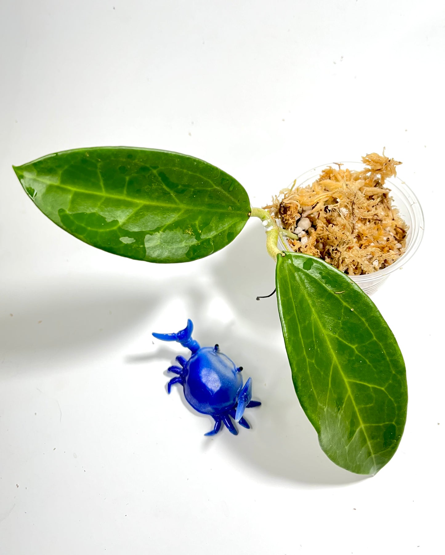 Hoya sp coxanh - unrooted