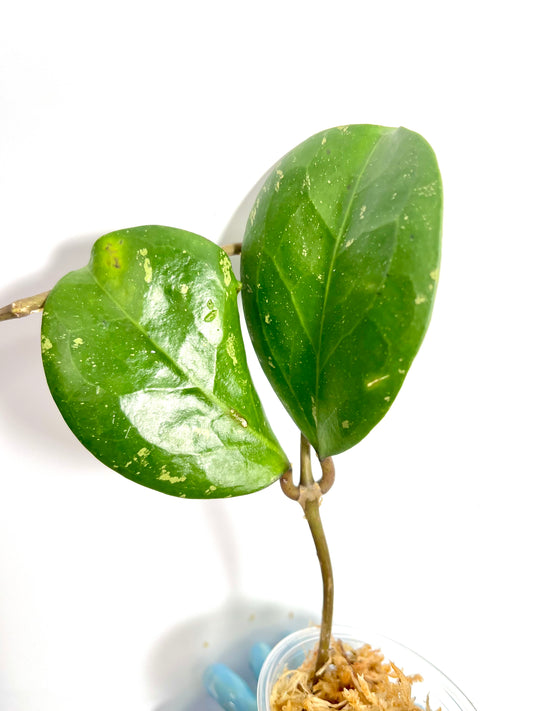 Hoya ‘Michele’ - unrooted