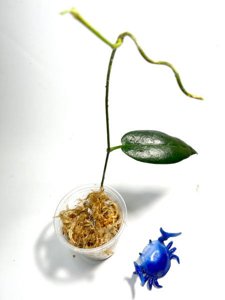Hoya onychoides - unrooted