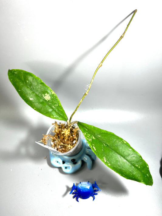 Hoya sp Philippines with splash - Unrooted