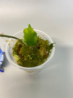 Hoya endauensis - active growth