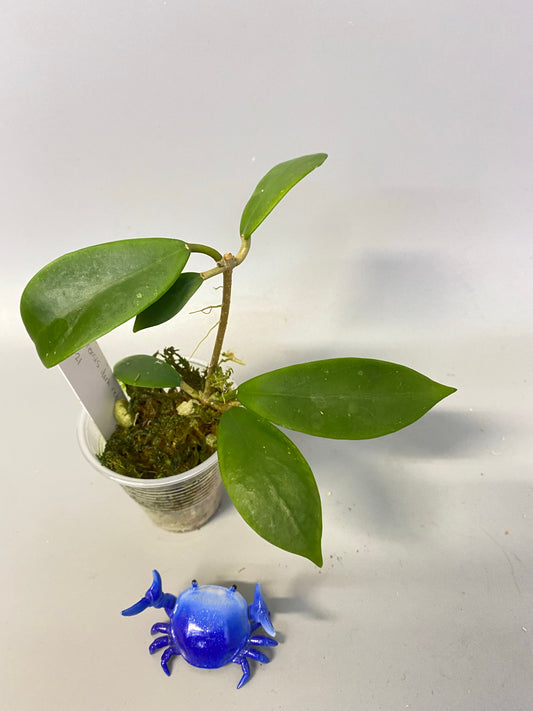 Hoya mindorensis dark red - has roots