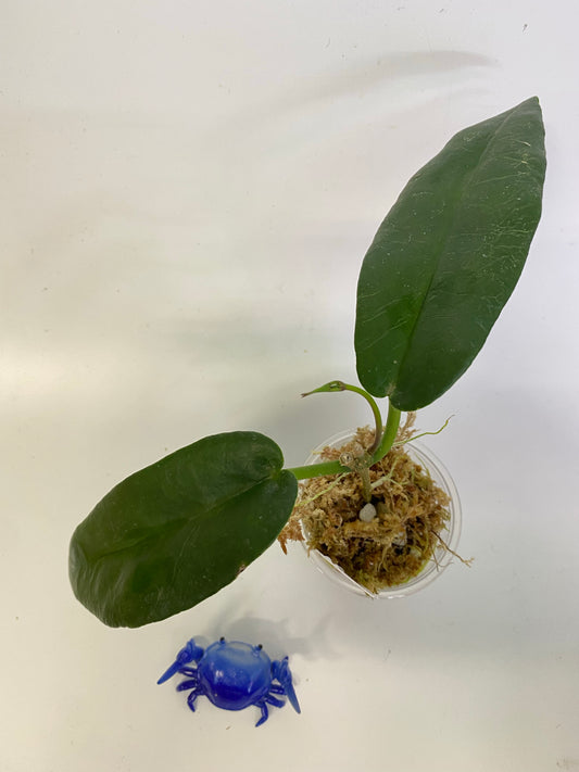 Hoya kaimuki - active growth, (H macgillivrayi X H archboldiana) Big Flowers