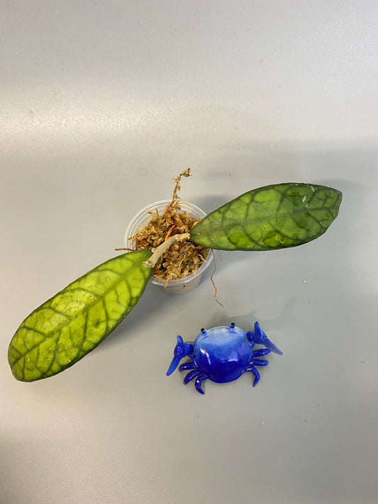 Hoya finlaysonii songkha - unrooted