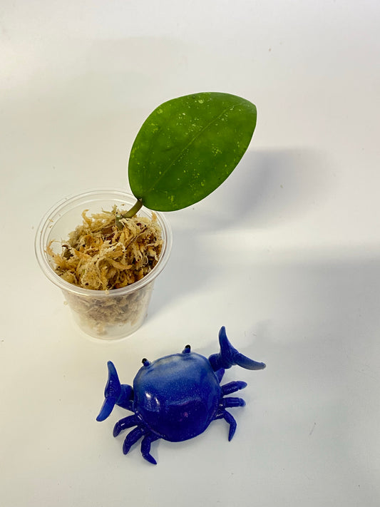 Hoya Hat Som Paen - unrooted