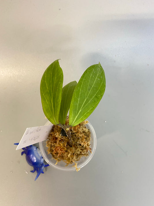 Hoya sp MPR IML 1866 - Unrooted