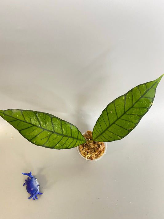 Hoya kalimantan - Unrooted