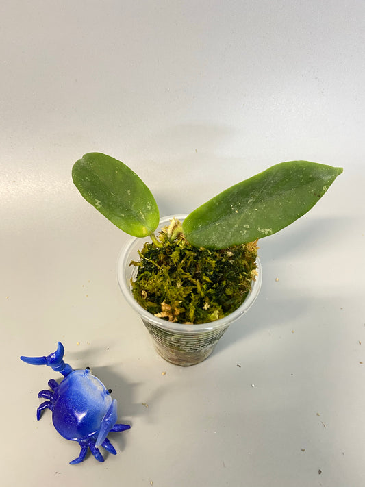 Hoya thomsonii - white flower - some roots