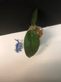 Hoya patcharawalai / Icensis