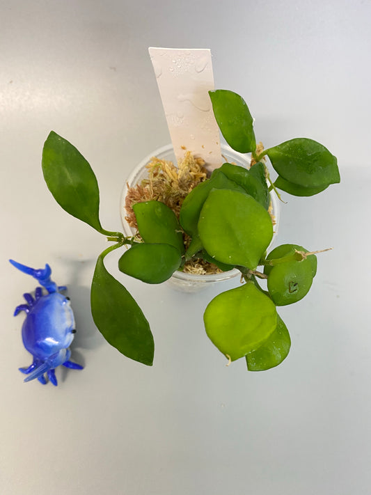 Hoya heuschkeliana pink - has some roots