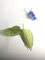 hoya macrophylla snow queen -cutting