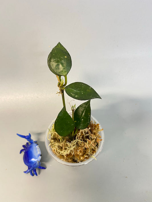 Hoya krohniana black -  active growth