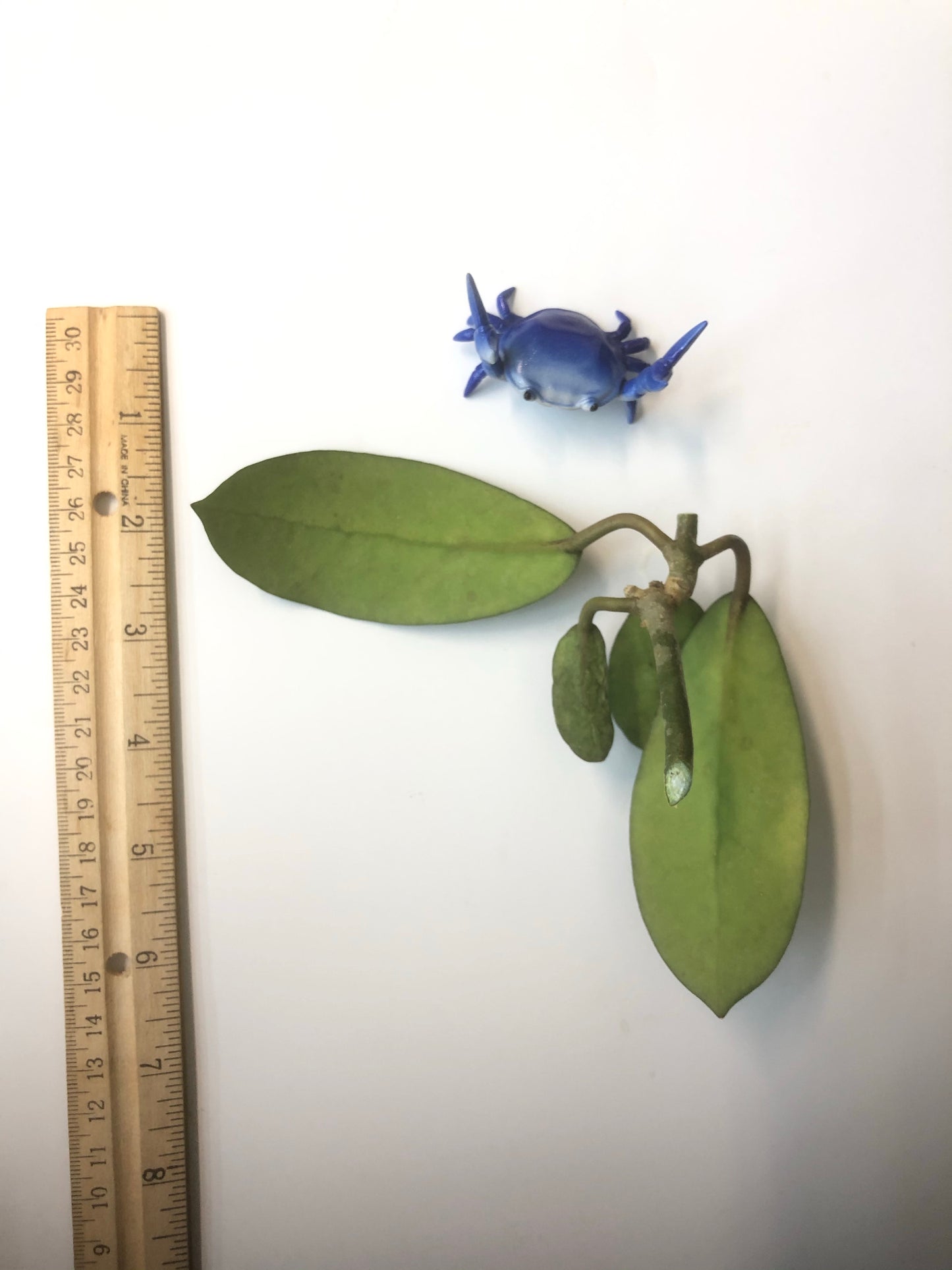 Hoya diversifolia crassipes