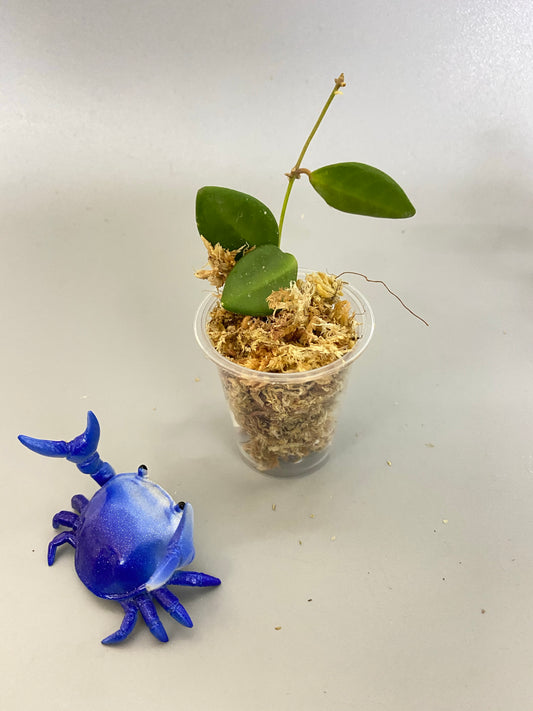 Hoya burtoniae - Unrooted free add on