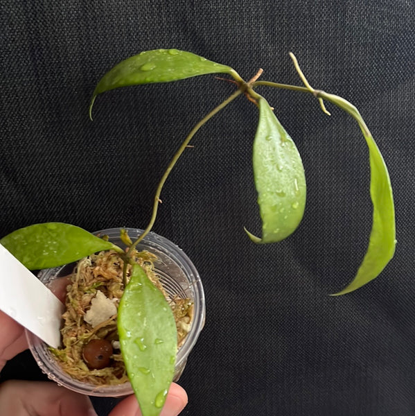 Hoya revoluta - active growth