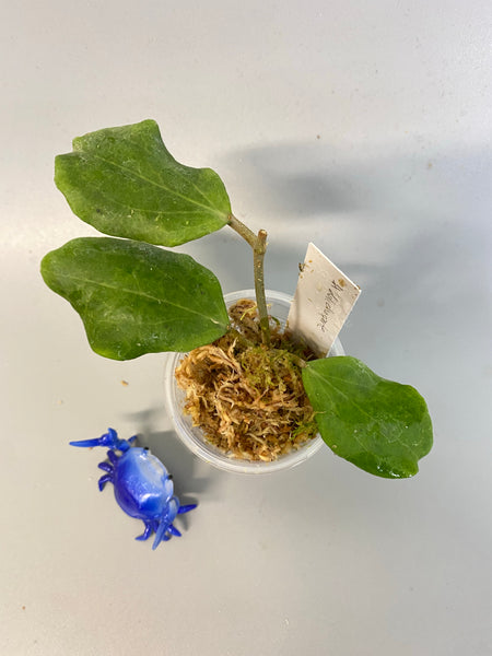 Hoya dolichosparte - starting to root