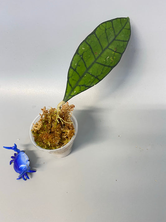 Hoya kalimantan - has some roots