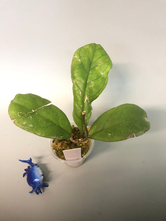 Hoya viola (deykeae x vitellina)