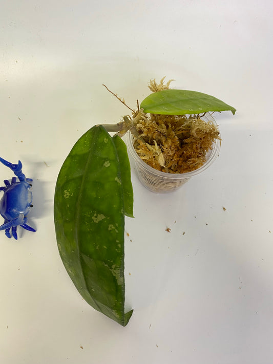 Hoya finlaysonii dark leaf - starting to root