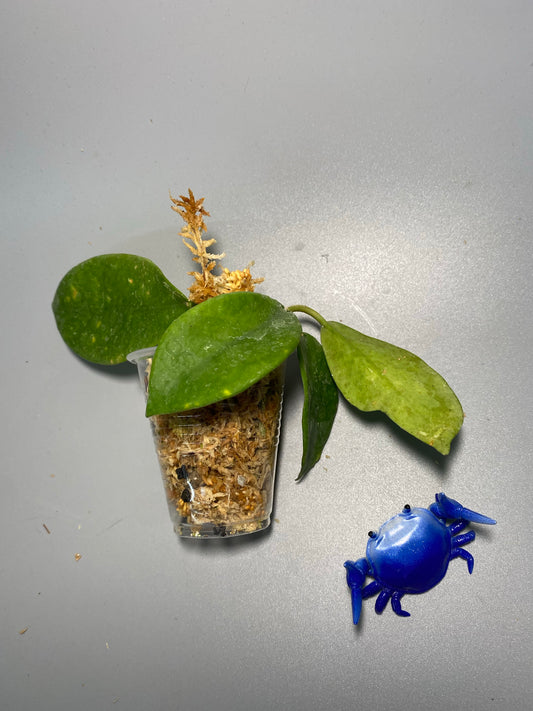 Hoya diversifolia - Unrooted