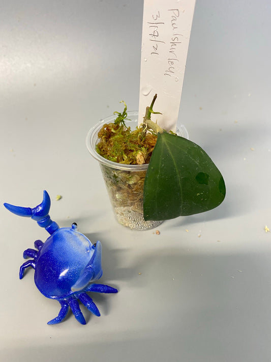 Hoya paulshirleyi - active growth