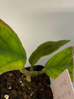 Hoya cv golden eye