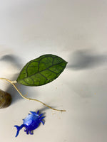 Hoya Finlaysonii Big leaf with new growth